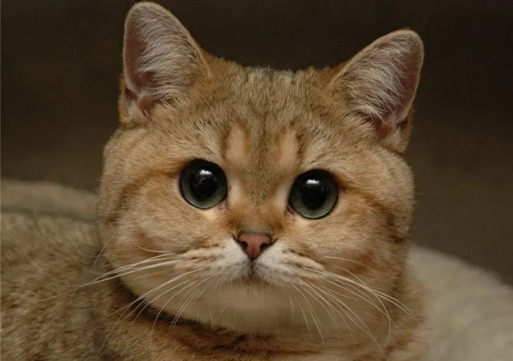 Кот