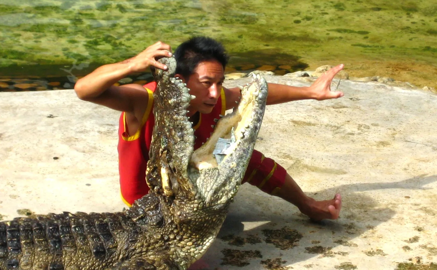 Голова в пасти крокодила